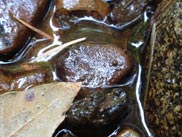 Help support Golden Valley Camp